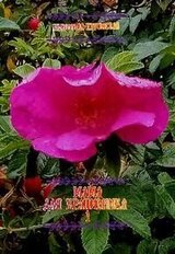 Мама для крапивника скачать