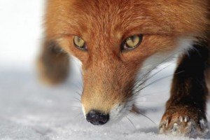 Победить не вступая в войну скачать