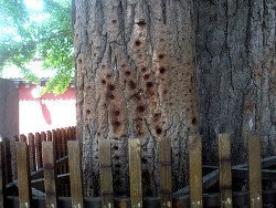 Железные пальцы шаолиньских монахов скачать