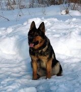 Сучий Барин скачать