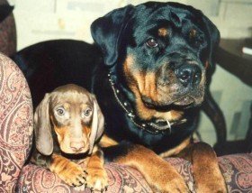 Алиска скачать