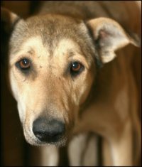 ОУН-УПА. Факты и мифы. Расследование скачать