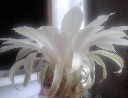 Альфа. Омега...и... скачать