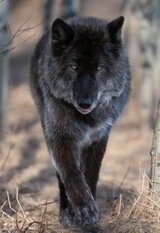 Я тебя не отдам... скачать