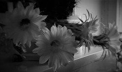 Вселенная. Тихой поступью кошачьей лапкой скачать